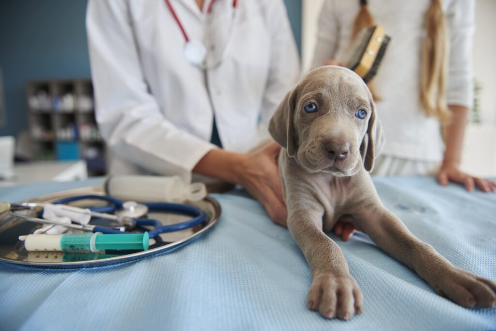 veterinarinė profilaktika