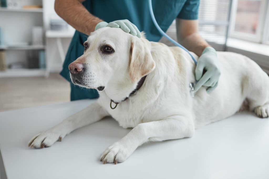 Šunų kastravimas klinikoje vetpulsas.lt